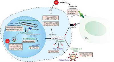 Sex differences in HIV-1 persistence and the implications for a cure